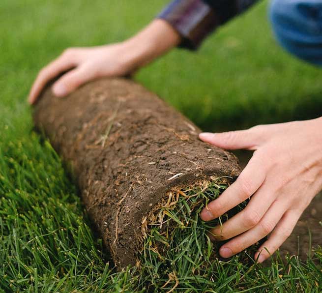 Close-up of hands rolling sod on a lush green lawn outdoors.